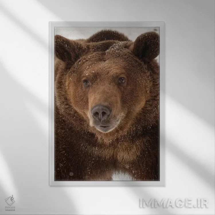 تابلو خرس گریزلی در زمستان (اورسوس آرکتوس)، مونتانا اثر آدام جونز - نمای قابدار سفید