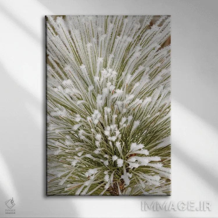 تابلو شاخهٔ درخت کاج با بلورهای یخزده، کلیسپل، مونتانا اثر آدام جونز - نمای روبهرو روی دیوار