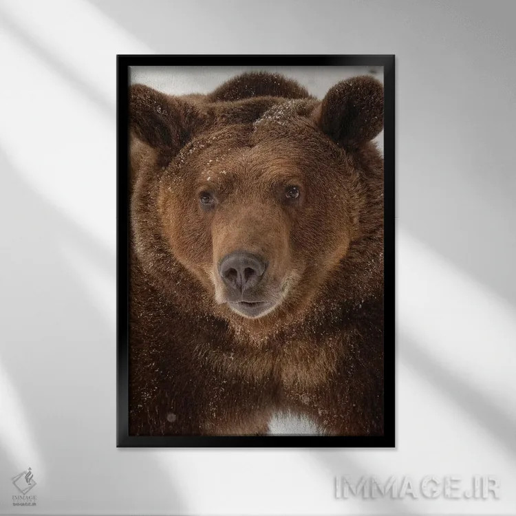 تابلو خرس گریزلی در زمستان (اورسوس آرکتوس)، مونتانا اثر آدام جونز - نمای قابدار مشکی