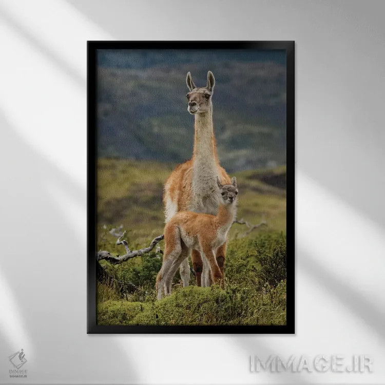 تابلو گواناکو و نوزادش، رشته کوه آند، پارک ملی تورس دل پائینه، شیلی، پاتاگونیا اثر آدام جونز - نمای قابدار مشکی