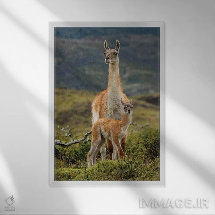 تابلو گواناکو و نوزادش، رشته کوه آند، پارک ملی تورس دل پائینه، شیلی، پاتاگونیا اثر آدام جونز - نمای قابدار سفید