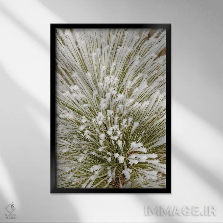 تابلو شاخهٔ درخت کاج با بلورهای یخزده، کلیسپل، مونتانا اثر آدام جونز - نمای قابدار مشکی