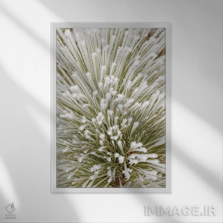 تابلو شاخهٔ درخت کاج با بلورهای یخزده، کلیسپل، مونتانا اثر آدام جونز - نمای قابدار سفید