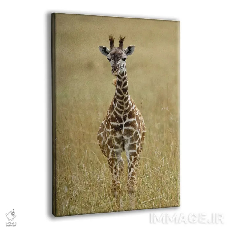 تابلو زرافه ماسایی نوزاد، منطقه حفاظتشده ماسایی مارا، کنیا اثر آدام جونز - نمای پرسپکتیو محصول