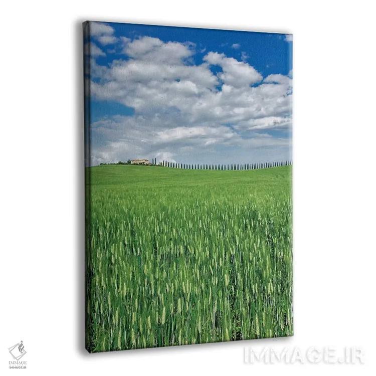 تابلو مزرعه گندم و جادهای پوشیده از سروهای باشکوه، توسکانی، ایتالیا اثر آدام جونز - نمای پرسپکتیو محصول