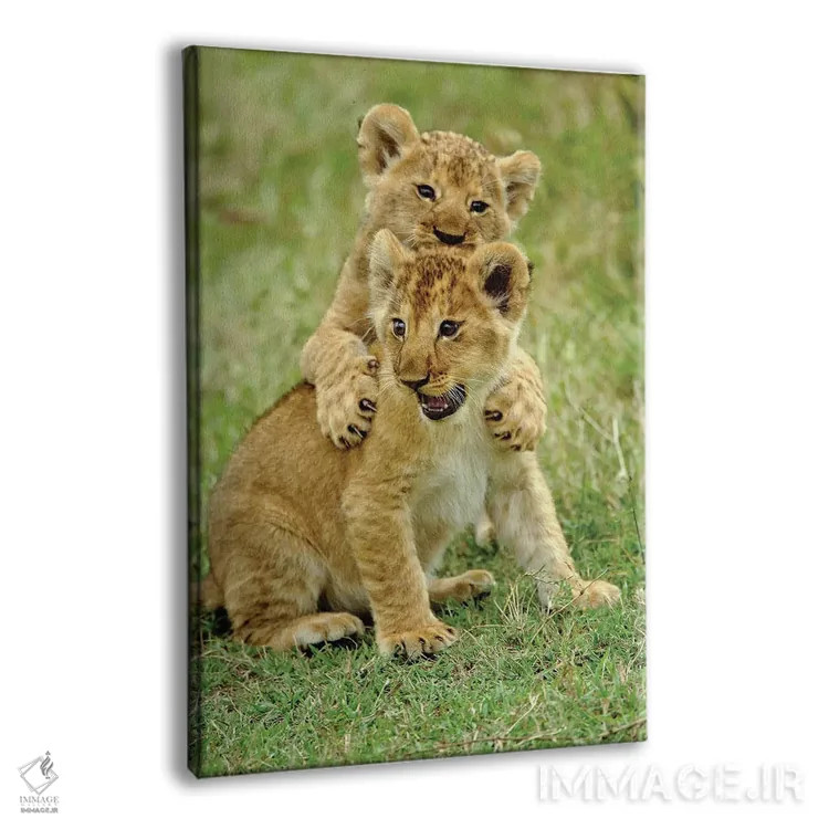 تابلو دو توله شیر در حال بازی، منطقه حفاظتشده ماسایی مارا، کنیا اثر آدام جونز - نمای پرسپکتیو محصول