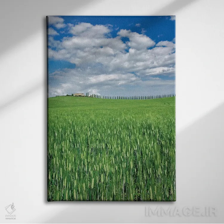 تابلو مزرعه گندم و جادهای پوشیده از سروهای باشکوه، توسکانی، ایتالیا اثر آدام جونز - نمای روبهرو روی دیوار
