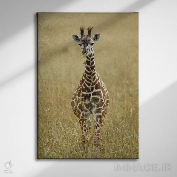 تابلو زرافه ماسایی نوزاد، منطقه حفاظتشده ماسایی مارا، کنیا اثر آدام جونز - نمای روبهرو روی دیوار