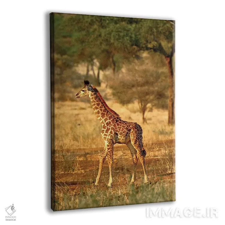 تابلو زرافه جوان، پارک ملی تارنگیر، تانزانیا اثر آدام جونز - نمای پرسپکتیو محصول