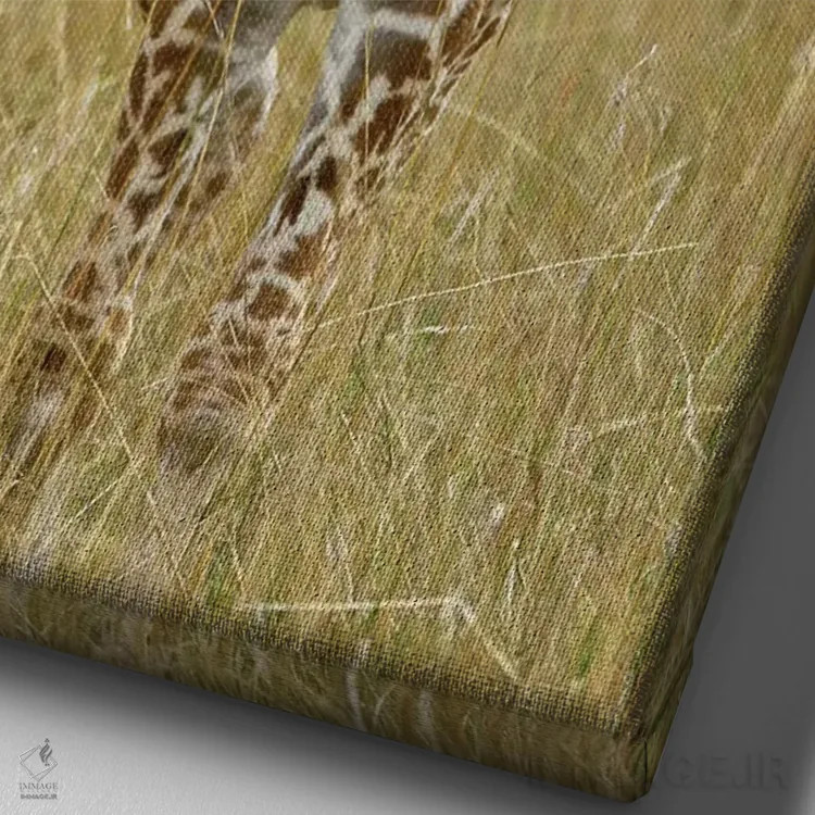 تابلو زرافه ماسایی نوزاد، منطقه حفاظتشده ماسایی مارا، کنیا اثر آدام جونز - نمای نزدیک بافت بوم