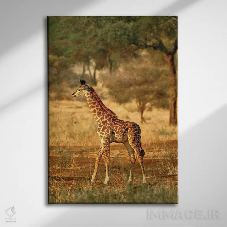تابلو زرافه جوان، پارک ملی تارنگیر، تانزانیا اثر آدام جونز - نمای روبهرو روی دیوار