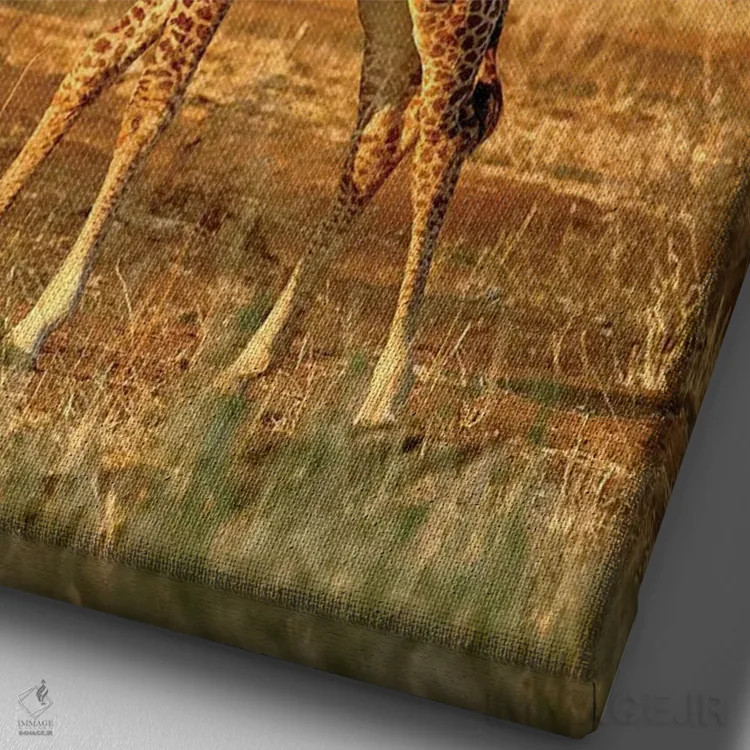 تابلو زرافه جوان، پارک ملی تارنگیر، تانزانیا اثر آدام جونز - نمای نزدیک بافت بوم