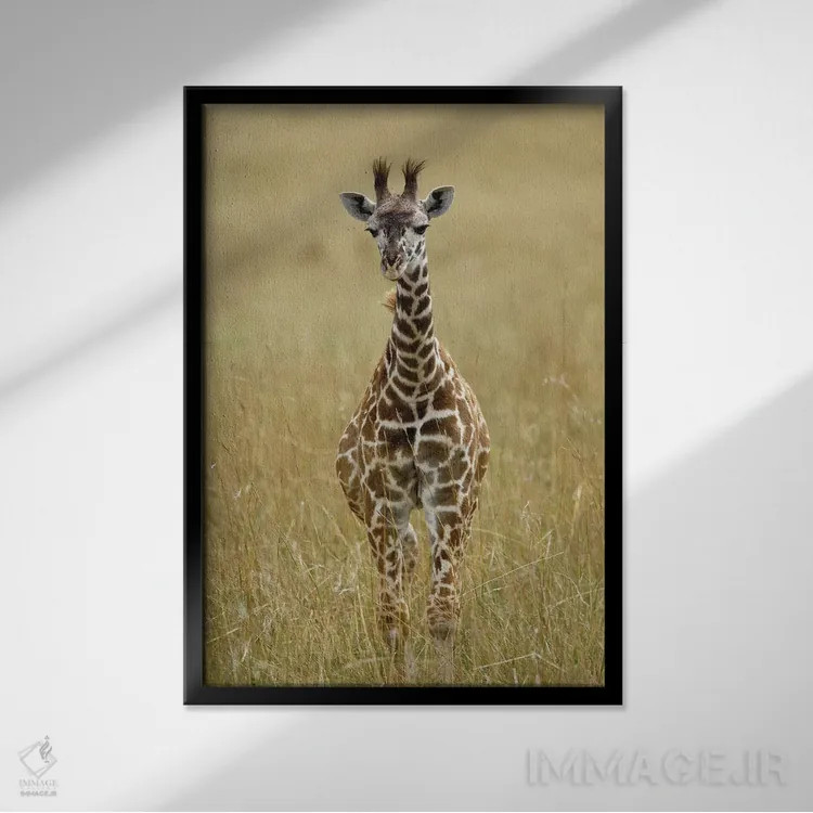تابلو زرافه ماسایی نوزاد، منطقه حفاظتشده ماسایی مارا، کنیا اثر آدام جونز - نمای قابدار مشکی