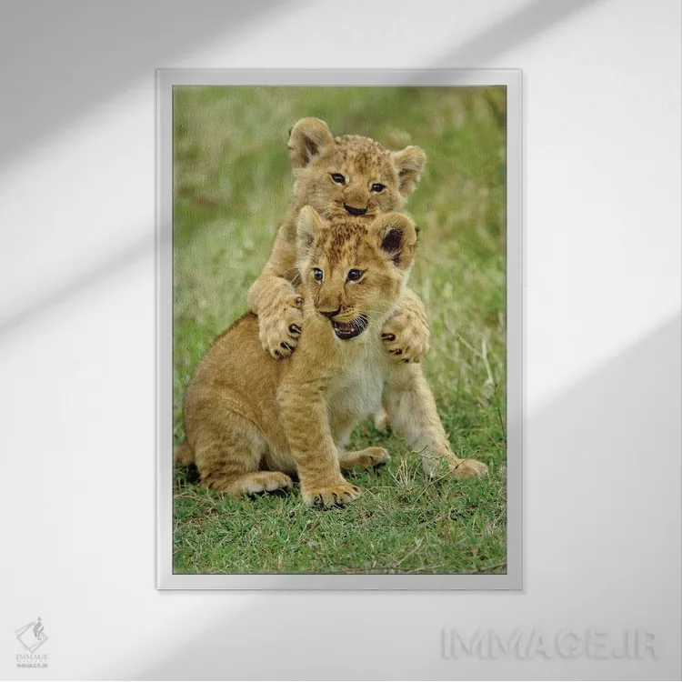 تابلو دو توله شیر در حال بازی، منطقه حفاظتشده ماسایی مارا، کنیا اثر آدام جونز - نمای قابدار سفید