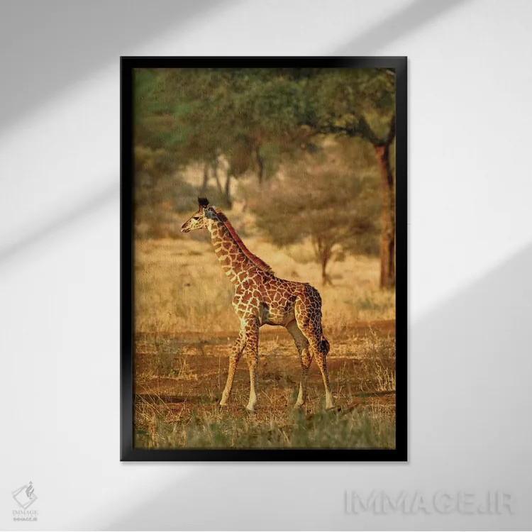 تابلو زرافه جوان، پارک ملی تارنگیر، تانزانیا اثر آدام جونز - نمای قابدار مشکی