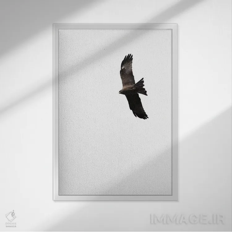تابلو کرکس اثر امی و کورت برلین - نمای قابدار سفید