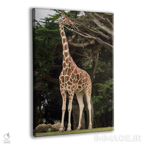 تابلو زرافه ۱ اثر نیکیتا آباکوموف - نمای پرسپکتیو محصول