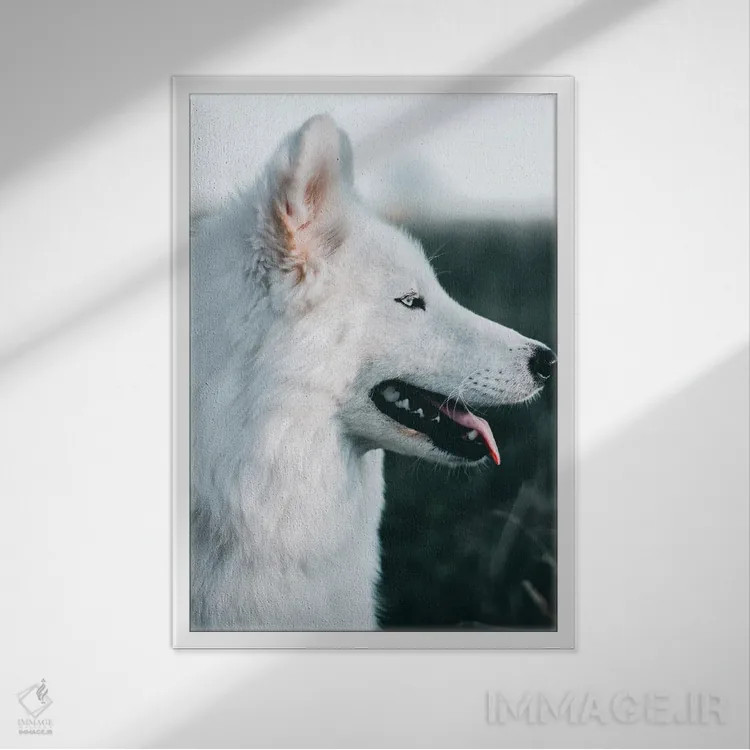 تابلو سگ برفی اثر نیکیتا آباکوموف - نمای قابدار سفید