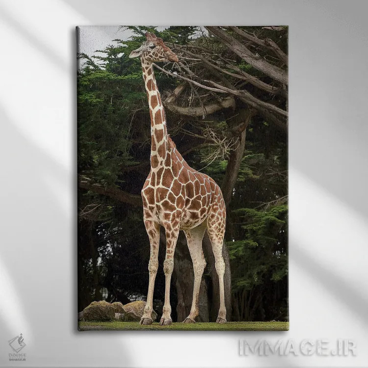 تابلو زرافه ۱ اثر نیکیتا آباکوموف - نمای روبهرو روی دیوار