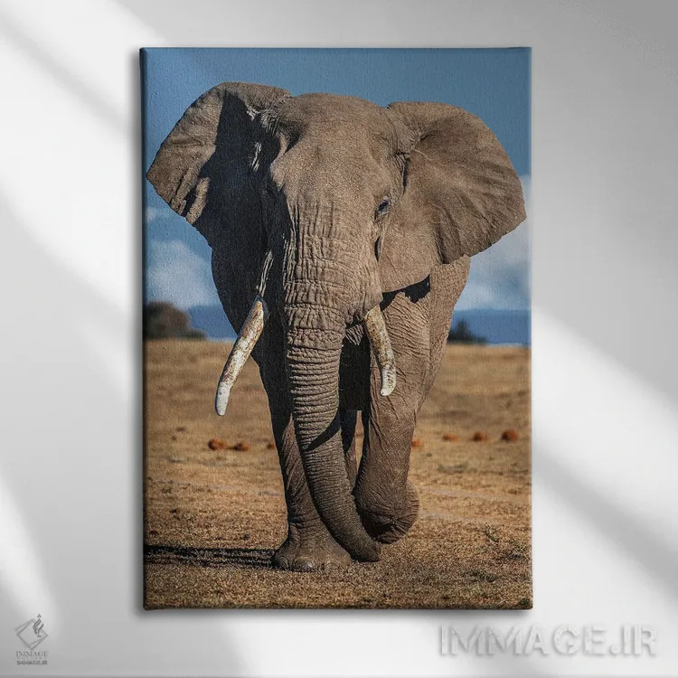 تابلو فیل اثر نیکیتا آباکوموف - نمای روبهرو روی دیوار