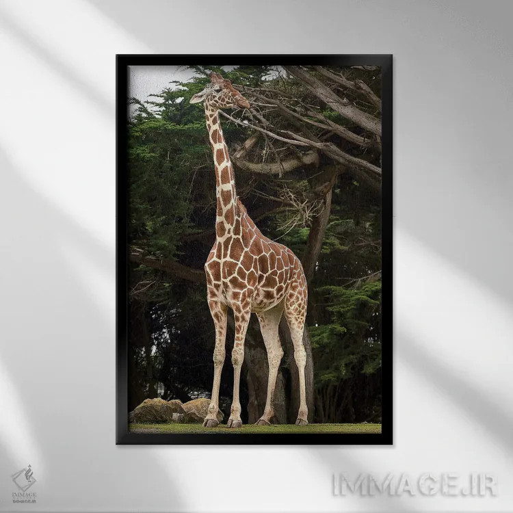 تابلو زرافه ۱ اثر نیکیتا آباکوموف - نمای قابدار مشکی