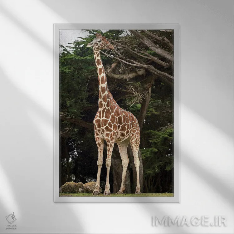 تابلو زرافه ۱ اثر نیکیتا آباکوموف - نمای قابدار سفید