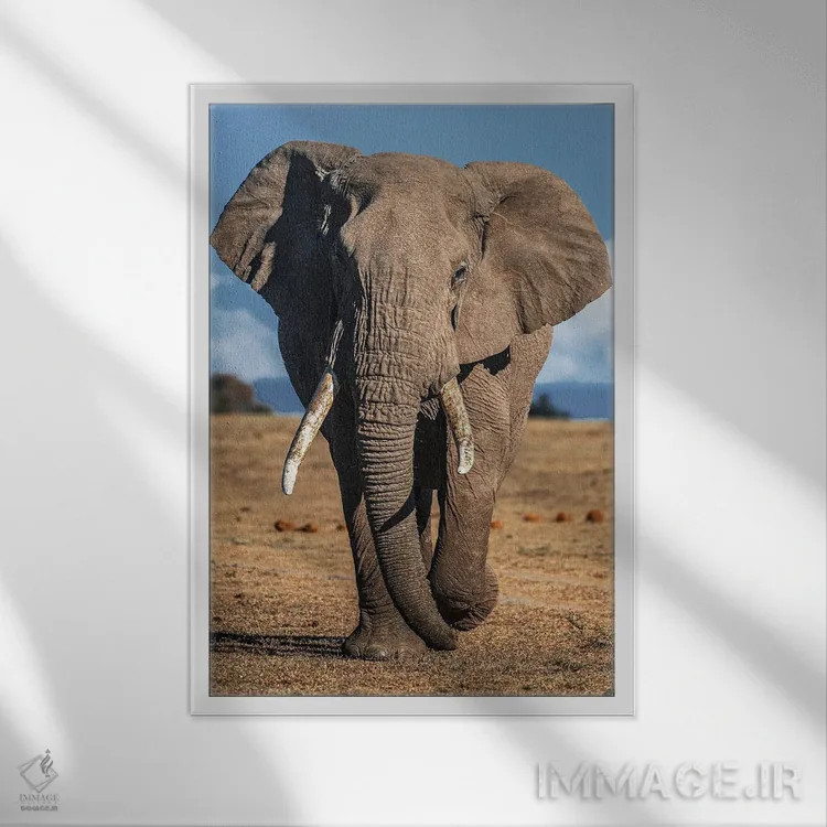 تابلو فیل اثر نیکیتا آباکوموف - نمای قابدار سفید