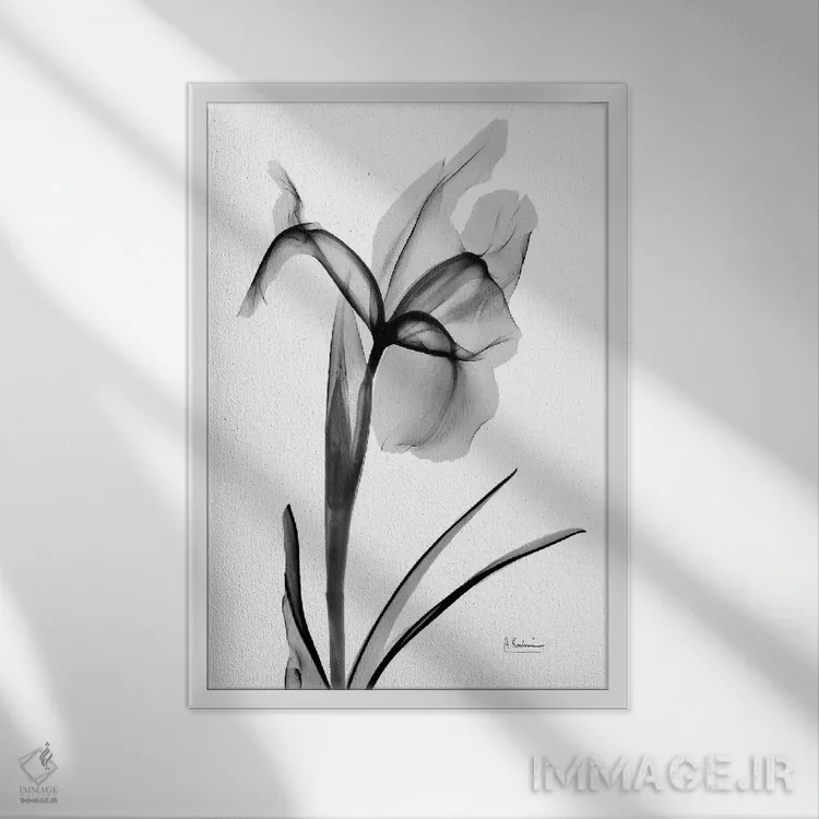 تابلو آیریس بیانشده ۲ اثر آلبرت کوئتسیِر - نمای قابدار سفید