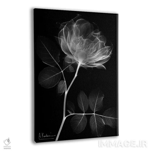 تابلو سلسلهٔ رز سیاه I اثر آلبرت کوئتسیِر - نمای پرسپکتیو محصول