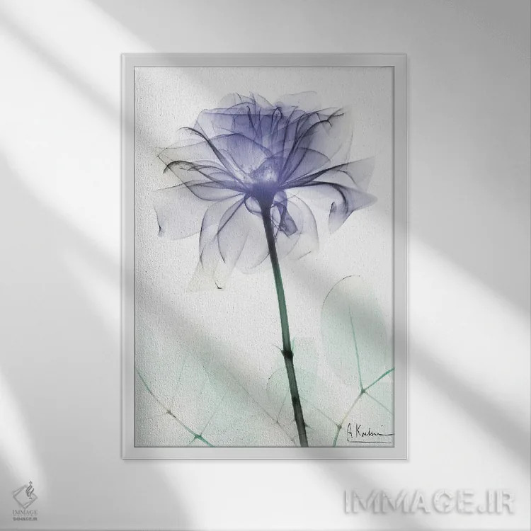 تابلو رز وریپری II (رنگ خاص) اثر آلبرت کوئتسیِر - نمای قابدار سفید