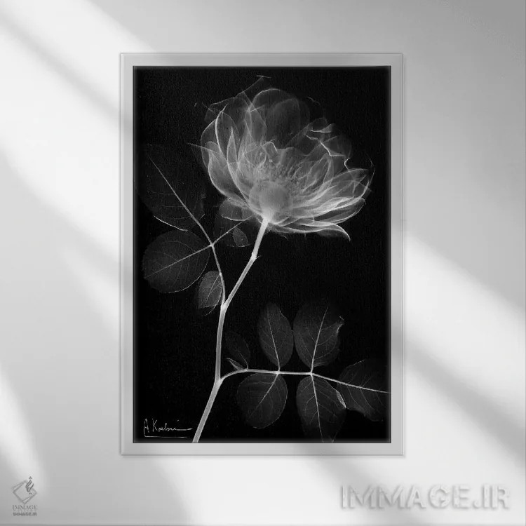 تابلو سلسلهٔ رز سیاه I اثر آلبرت کوئتسیِر - نمای قابدار سفید