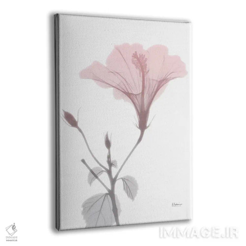 تابلو هیبیسکوس صورتی اثر آلبرت کوئتسیِر - نمای پرسپکتیو محصول