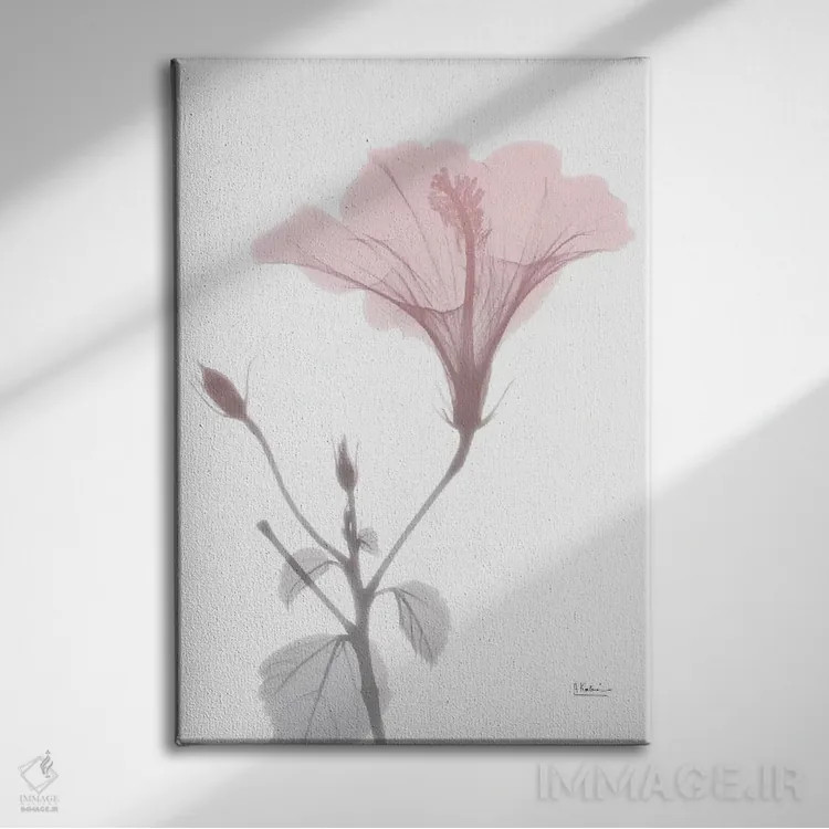 تابلو هیبیسکوس صورتی اثر آلبرت کوئتسیِر - نمای روبهرو روی دیوار