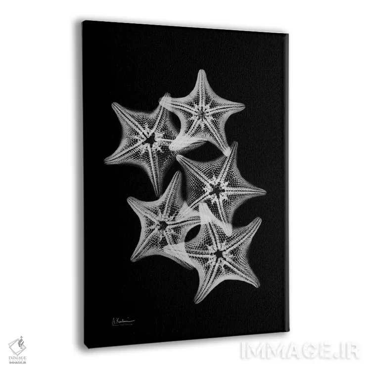 تابلو کولاژ ستاره دریایی اثر آلبرت کوئتسیِر - نمای پرسپکتیو محصول