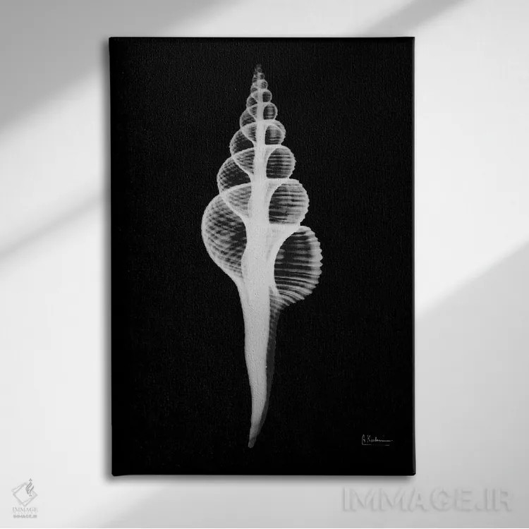 تابلو فوسینوس کولوُس (حلزون دریایی) اثر آلبرت کوئتسیِر - نمای روبهرو روی دیوار