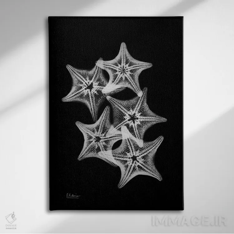 تابلو کولاژ ستاره دریایی اثر آلبرت کوئتسیِر - نمای روبهرو روی دیوار