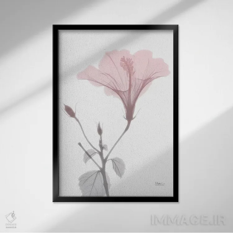 تابلو هیبیسکوس صورتی اثر آلبرت کوئتسیِر - نمای قابدار مشکی