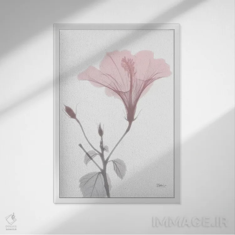 تابلو هیبیسکوس صورتی اثر آلبرت کوئتسیِر - نمای قابدار سفید
