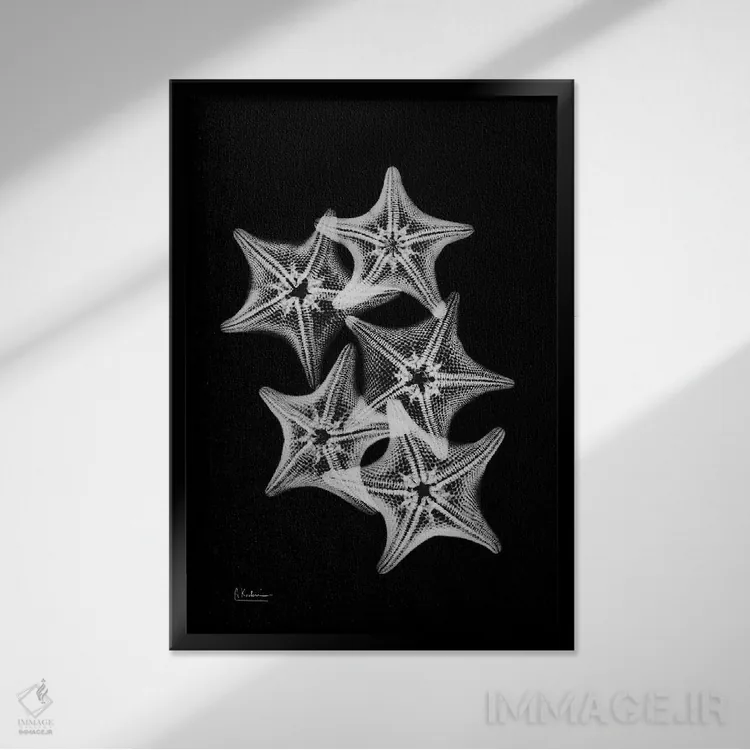 تابلو کولاژ ستاره دریایی اثر آلبرت کوئتسیِر - نمای قابدار مشکی