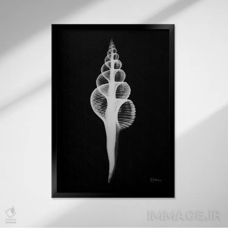 تابلو فوسینوس کولوُس (حلزون دریایی) اثر آلبرت کوئتسیِر - نمای قابدار مشکی