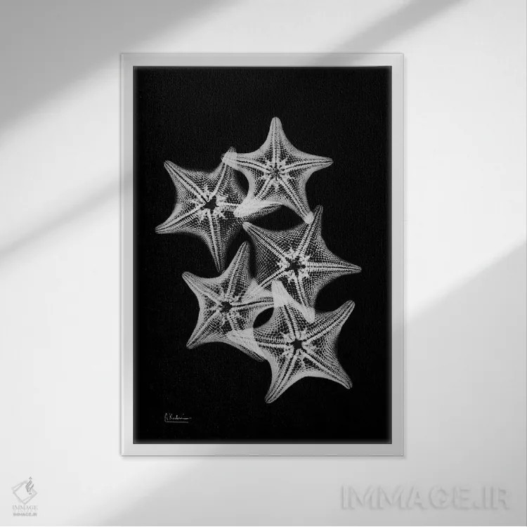 تابلو کولاژ ستاره دریایی اثر آلبرت کوئتسیِر - نمای قابدار سفید