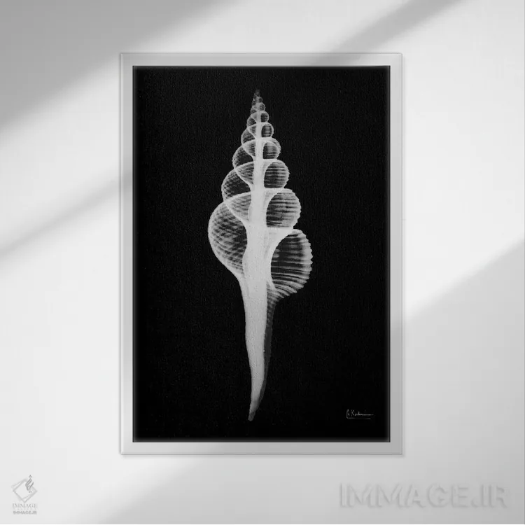 تابلو فوسینوس کولوُس (حلزون دریایی) اثر آلبرت کوئتسیِر - نمای قابدار سفید