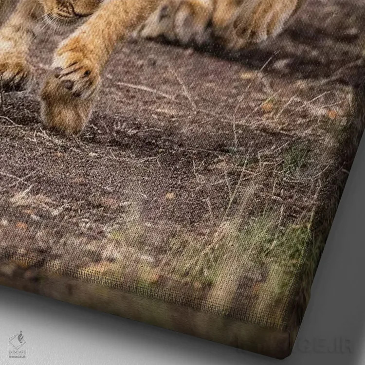 تابلو ذخیرهگاه ملی ماسایی مارا، شهرستان ناروک، کنیا V اثر الکس بیوس - نمای نزدیک بافت بوم