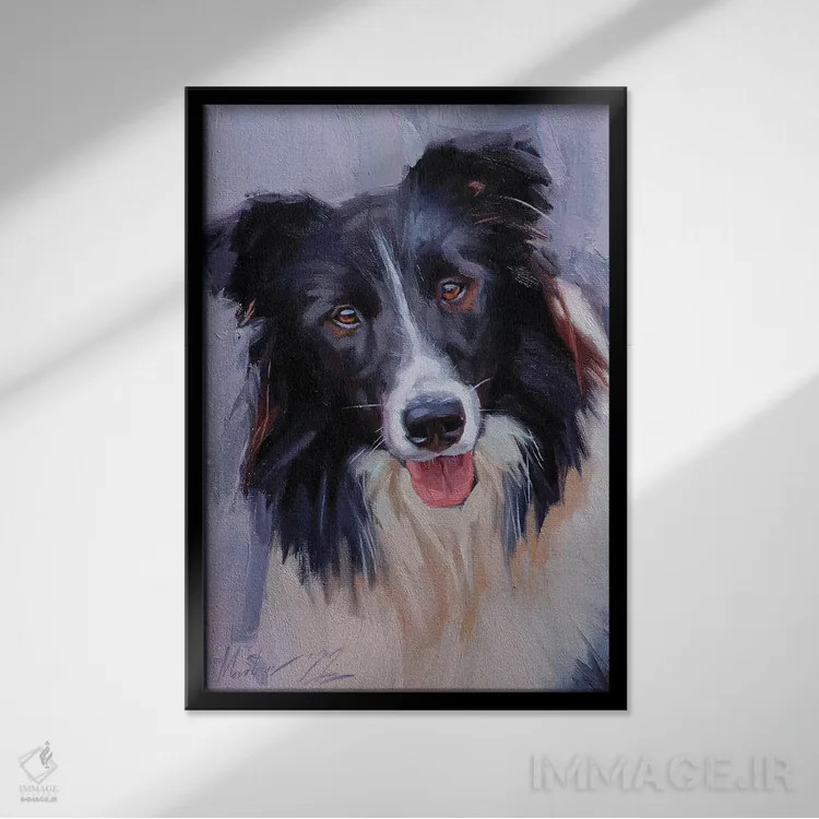 تابلو بردر کولی (نژاد سگ) اثر الکس مووچون - نمای قابدار مشکی