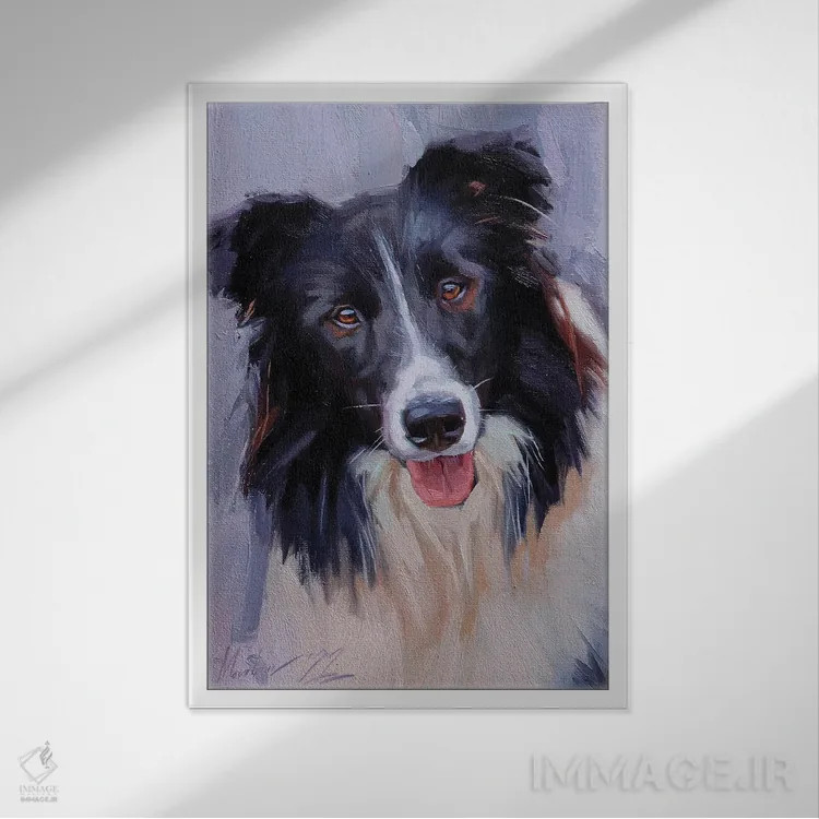 تابلو بردر کولی (نژاد سگ) اثر الکس مووچون - نمای قابدار سفید