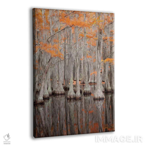 تابلو George Smith State Park, Georgia. Fall cypress trees.,آمریکا، پارک ایالتی جرج اسمیت، جورجیا. درختان سرو در پاییز اثر جوآن ولز - نمای پرسپکتیو محصول