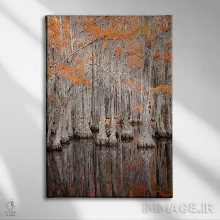 تابلو George Smith State Park, Georgia. Fall cypress trees.,آمریکا، پارک ایالتی جرج اسمیت، جورجیا. درختان سرو در پاییز اثر جوآن ولز - نمای روبهرو روی دیوار