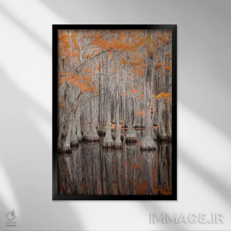 تابلو George Smith State Park, Georgia. Fall cypress trees.,آمریکا، پارک ایالتی جرج اسمیت، جورجیا. درختان سرو در پاییز اثر جوآن ولز - نمای قابدار مشکی
