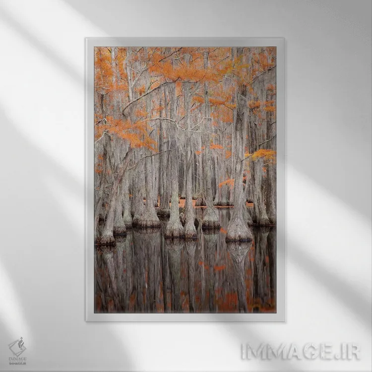 تابلو George Smith State Park, Georgia. Fall cypress trees.,آمریکا، پارک ایالتی جرج اسمیت، جورجیا. درختان سرو در پاییز اثر جوآن ولز - نمای قابدار سفید
