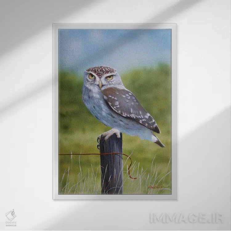 تابلو جغد اول اثر آلن وستون - نمای قابدار سفید